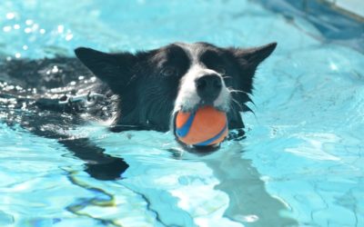 Honden nemen duik in het diepe ter afsluiting zwemseizoen