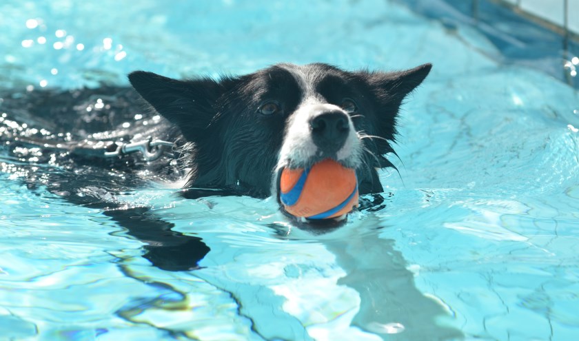 Hondenzwemmen verplaatst naar 26 september
