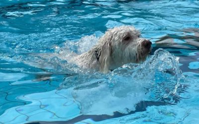 Zondag 18 september: hondenzwemmen